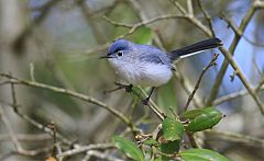 Blue-gray Gnatcatcher